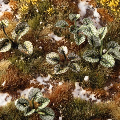 Laser Plants - Bugloss