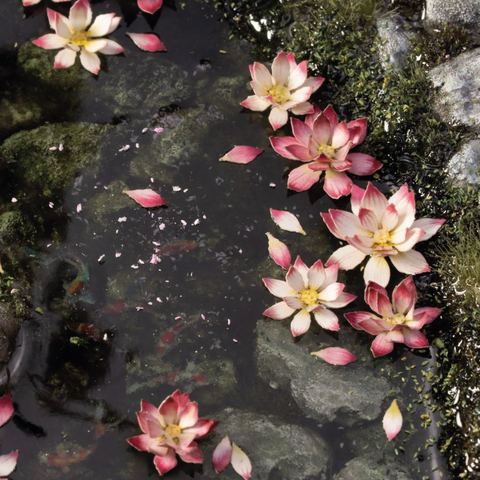 Laser Plants – Lotus Flower