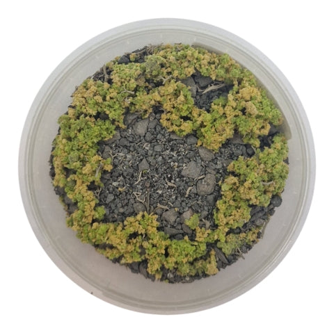 Basetopping: SIEGE GROUND (140ml)