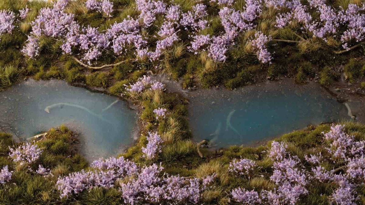 Lavender Flowers