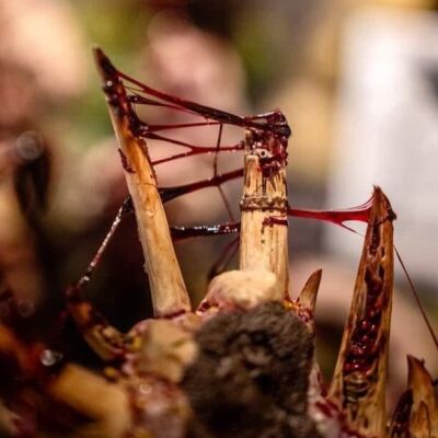 Dirty Down Gore Effekt (15ml)