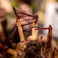 Dirty Down Gore Effekt (15ml)