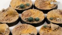 Deserts of Maahl Bases Round 28mm (x8)