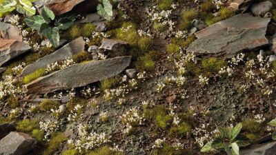 White Lily Tiny Flowers Inhalt