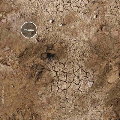 Arid Plain