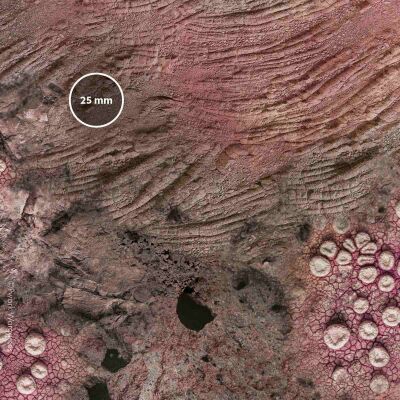 Alien Planet