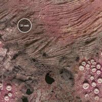 Alien Planet