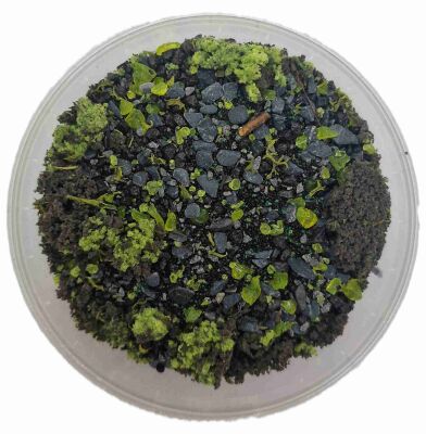 Basetopping: WARPSTEIN (140ml)