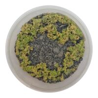 Basetopping: SIEGE GROUND (140ml)