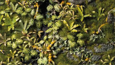 Boxed Sets - Jungle Floor Basing Box
