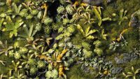 Boxed Sets - Jungle Floor Basing Box